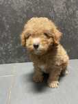 Caniche Poodle Macho Vermelho