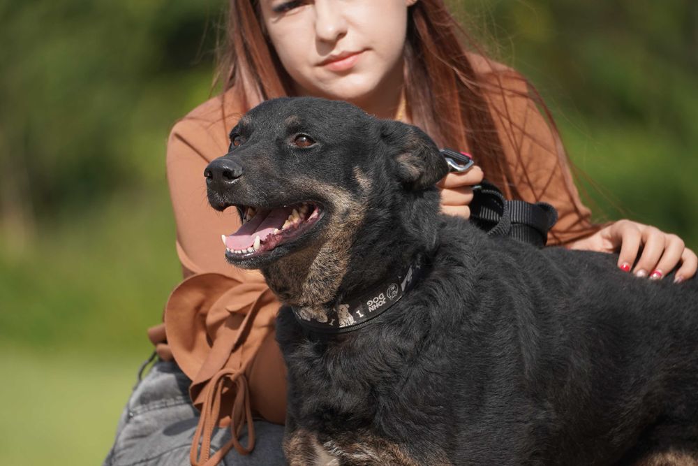 Ruben - przesympatyczny pies szuka domu