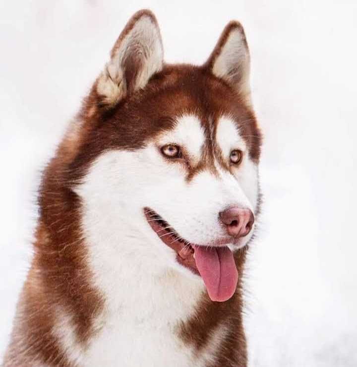 Szczenię siberian husky ZKwP/FCI unikatowe umaszczenie chocolate