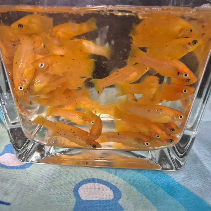 Żółta odchowana i czarna Molinezja.