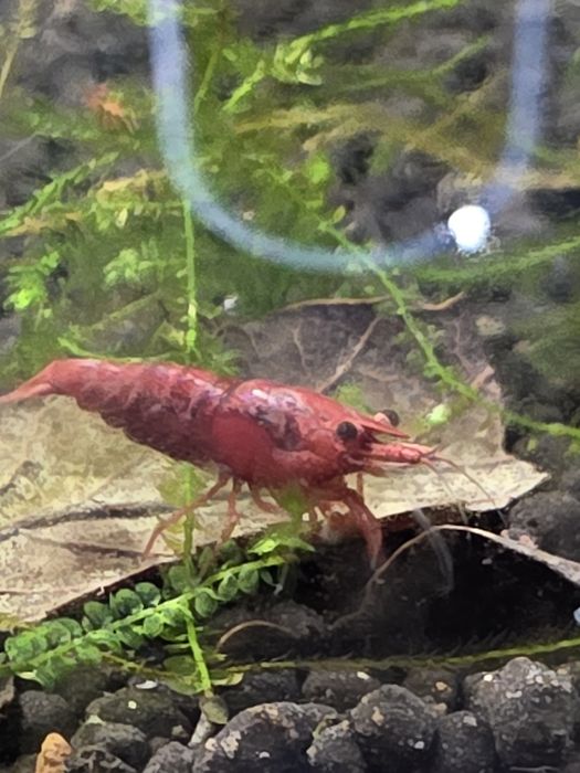 Camões Neocaridina Red Sakura