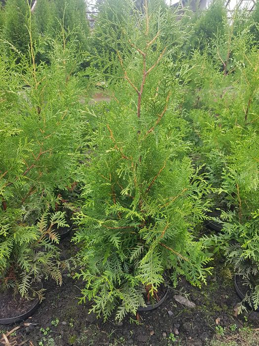 Tuja Brabant na żywopłot, rośnie najszybciej, Kraków