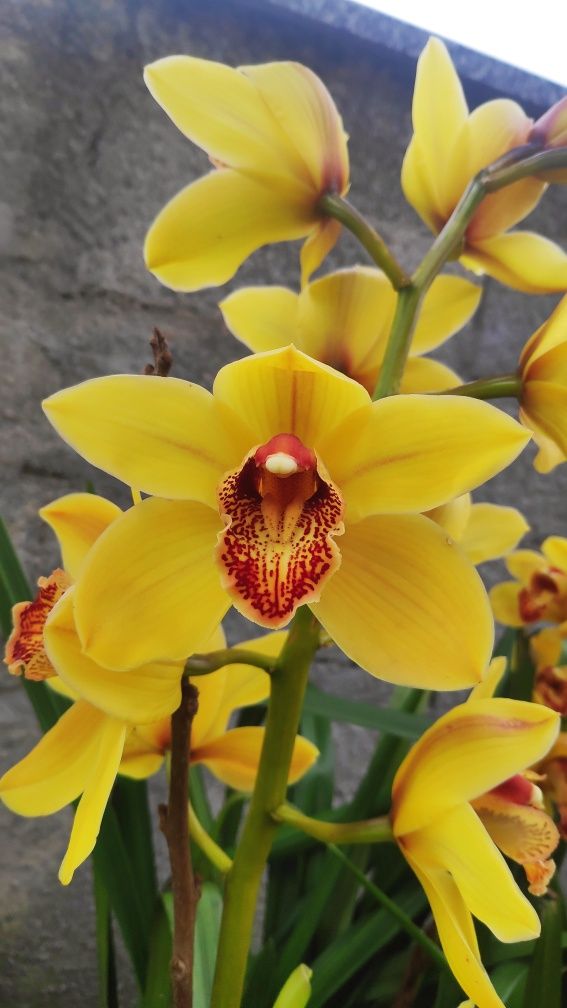 Orquídea amarela olho vermelho