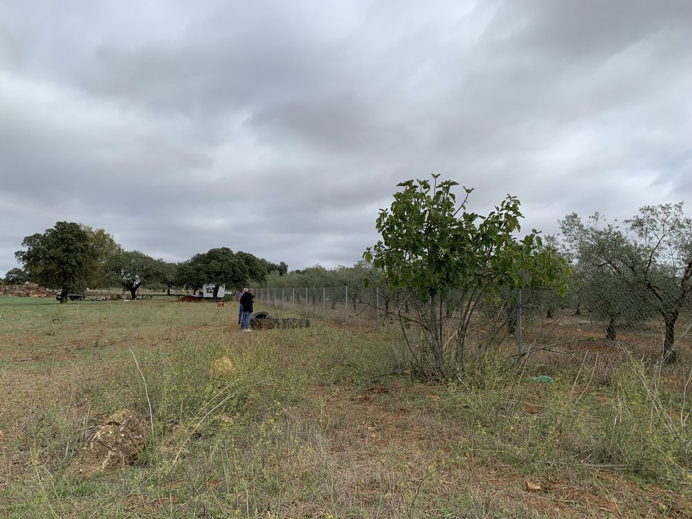 Monte alentejano em Pias com 1,235ha