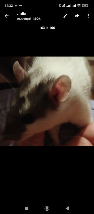 Домашні щурики люблять людей