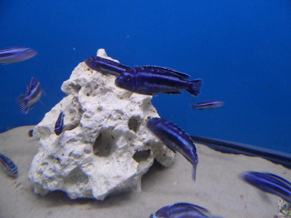 Melanochromis cyaneorhabdos (maingano).Malawi