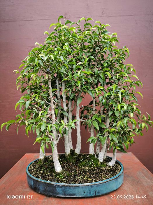 Bonsai w formie lasku fikusowego