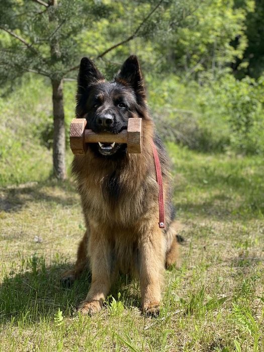Кобель німецької вівчарки для вʼязки