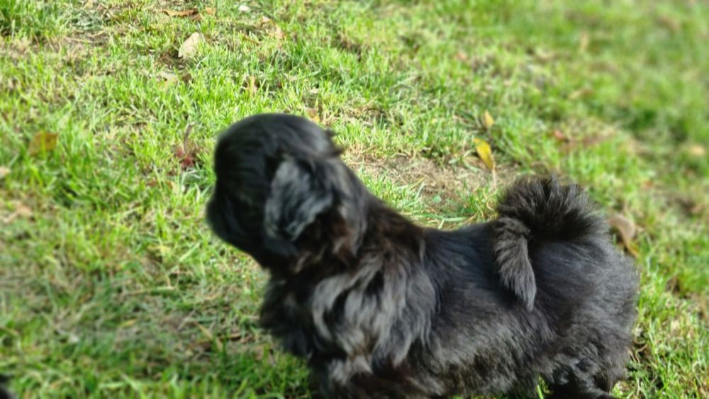 Piesek czarny dostępny do rezerwacji