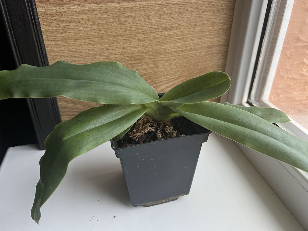 Продам орхідею Paphiopedilum Піноккіо