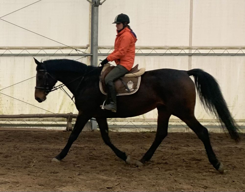 Klacz Grand Gothica