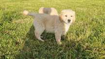 Golden retriever szczeniak samiec