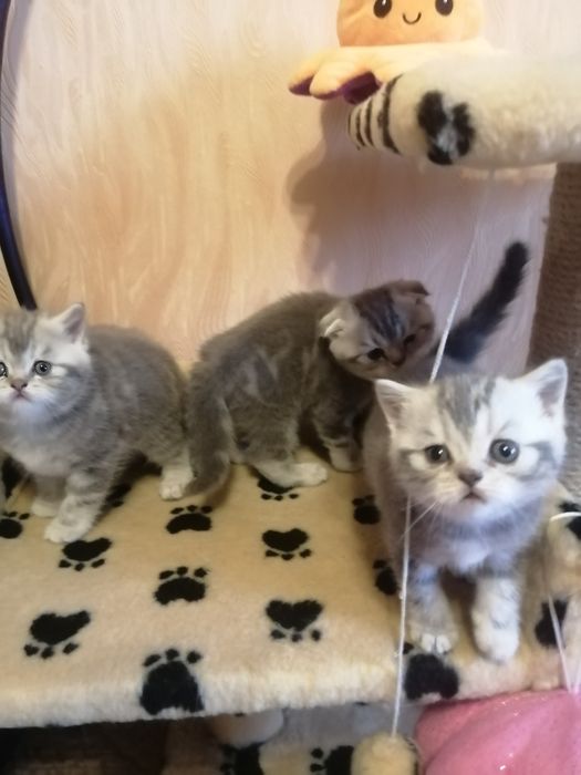 Шотландские девочки