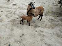 Owieczka z małym barankiem