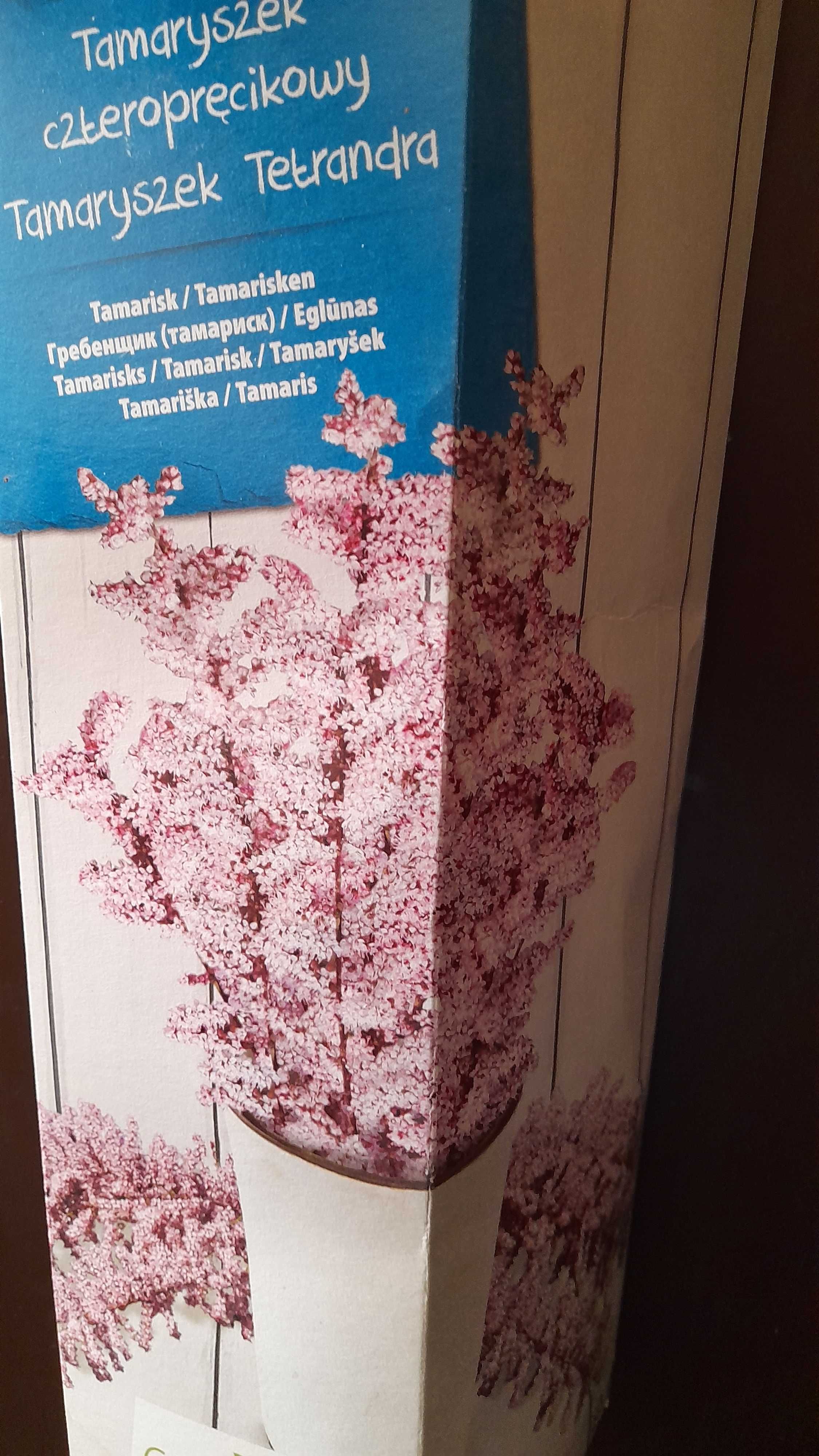 Tamaryszek krzew sadzonka do ogrodu Nowa