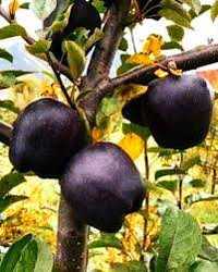 Саджанці та черенки чорноплодного яблука Чорний алмаз