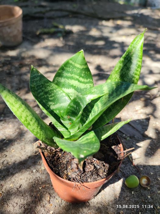 Wytrzymała na brak wody mini sanseweria