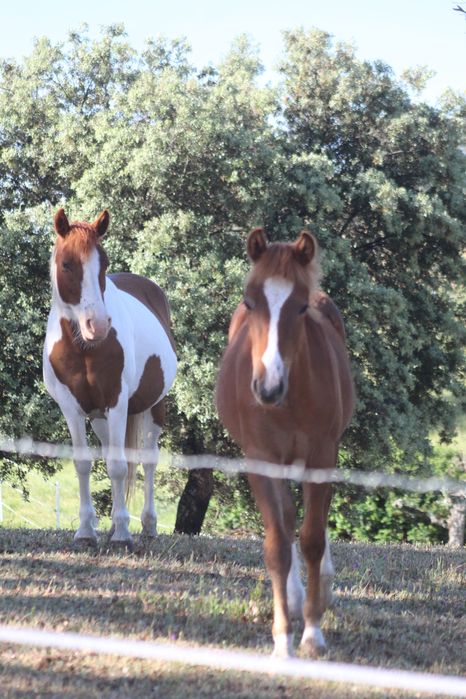 garanhao de quase 3,5 anos