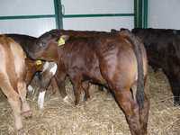 POLSKIE cielaki cielęta byczki waga 50-85 KG jałówki >HF NCB KOLOR