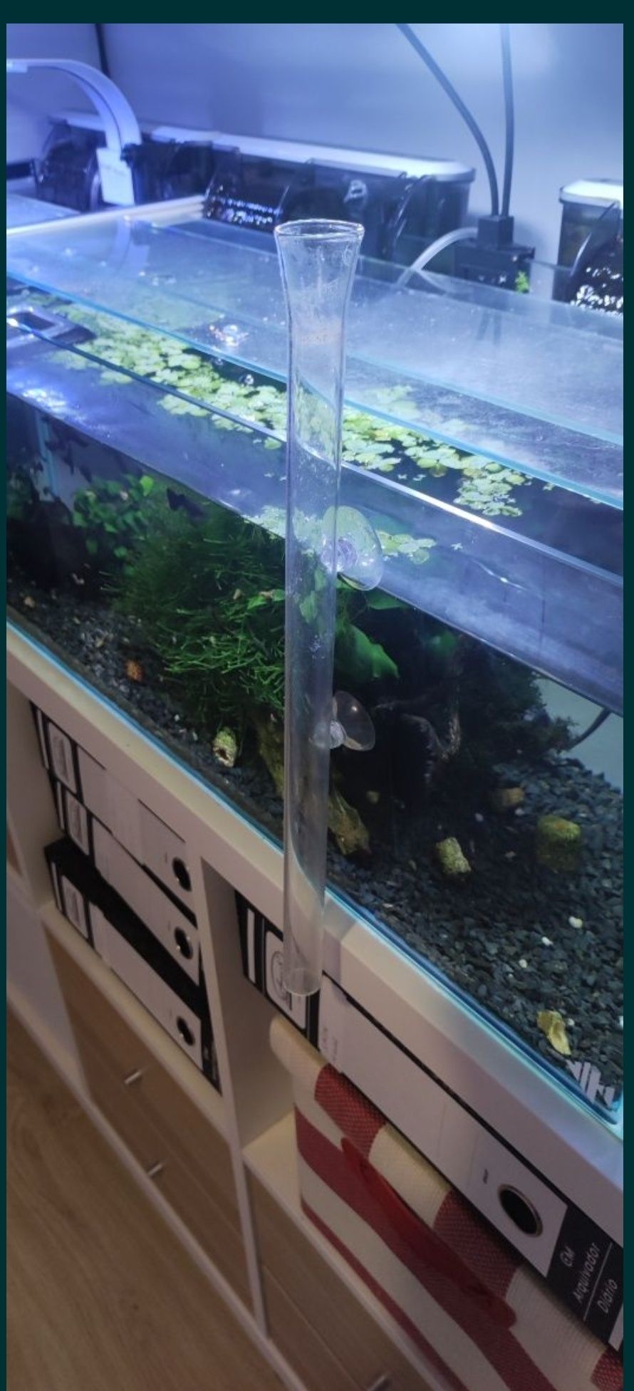 Guppys black moscow e  neocaridina Yellow neon back