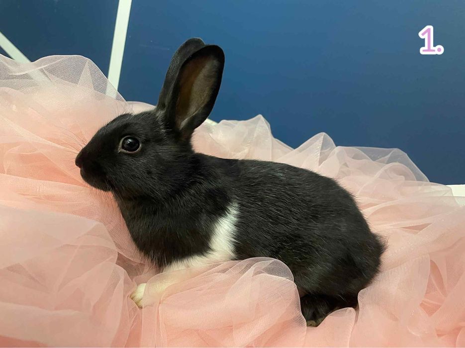 Królik domowy 6 szt.