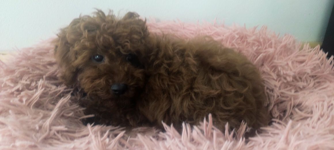 Pudel toy Red Brown do odbioru
