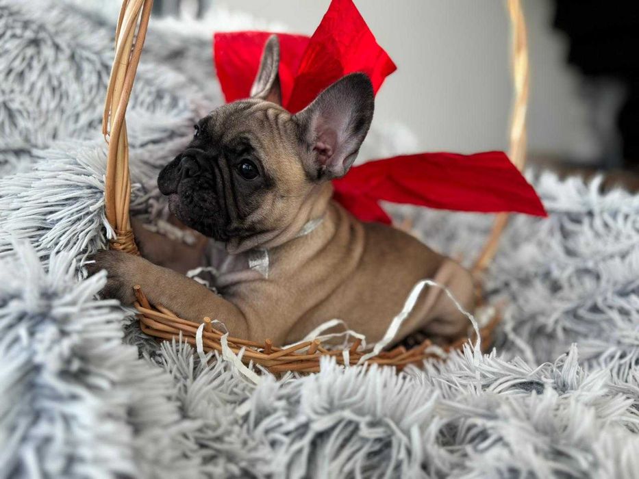 Buldog Francuski FCI