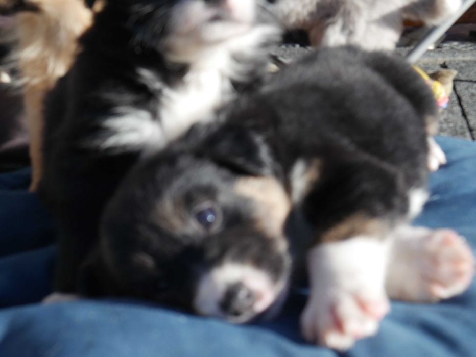 Border Collie chłopak do odbioru