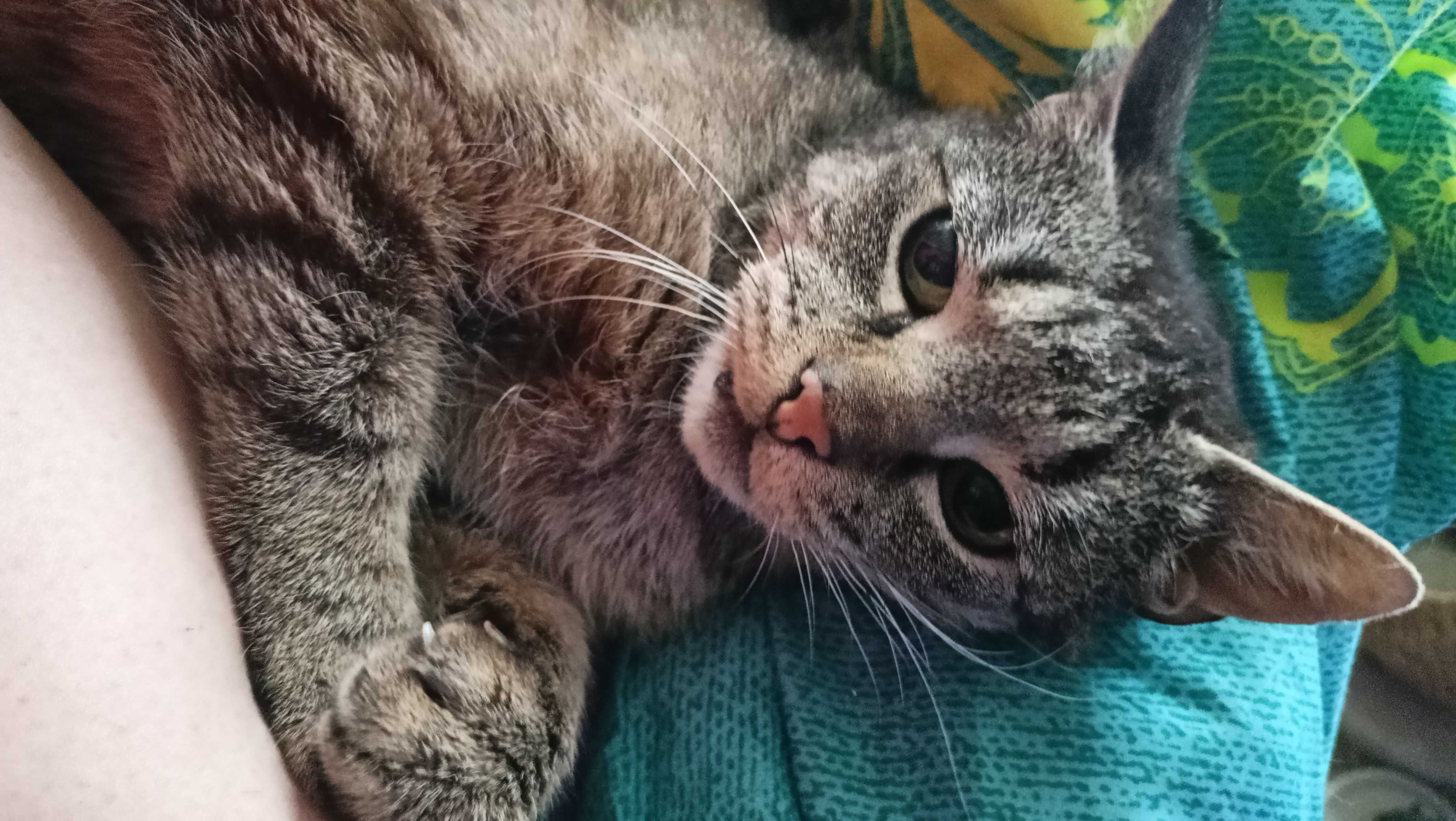 Bura kotka do adopcji