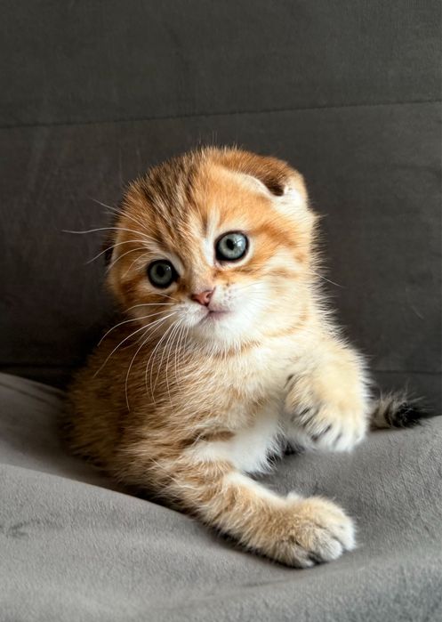 Золоте висловухе шотландське кошеня, шотландський котик, з документами