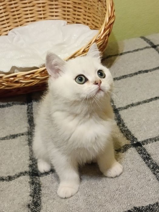 Грайливий бешкетник