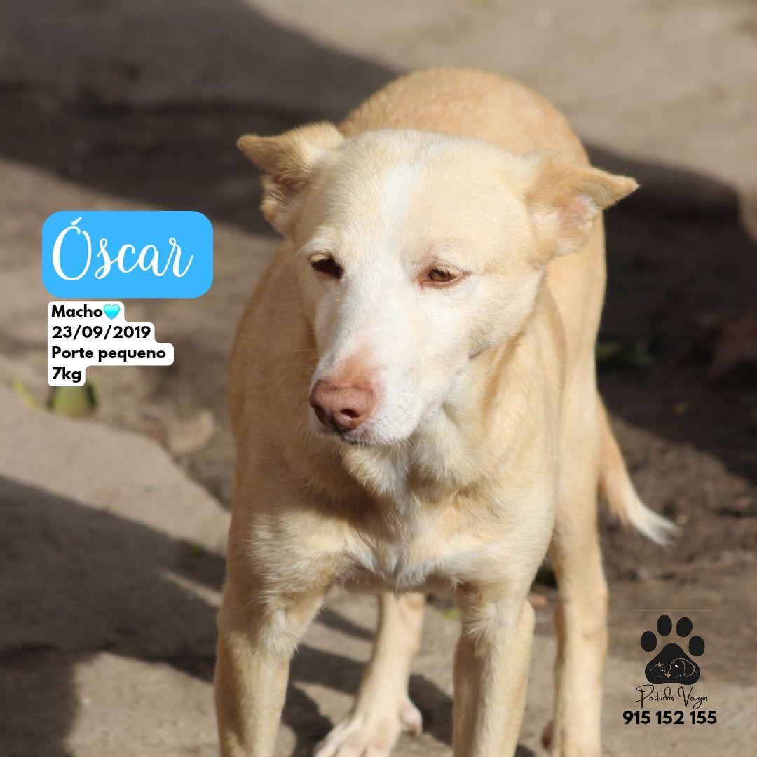 Óscar, o que quer colo