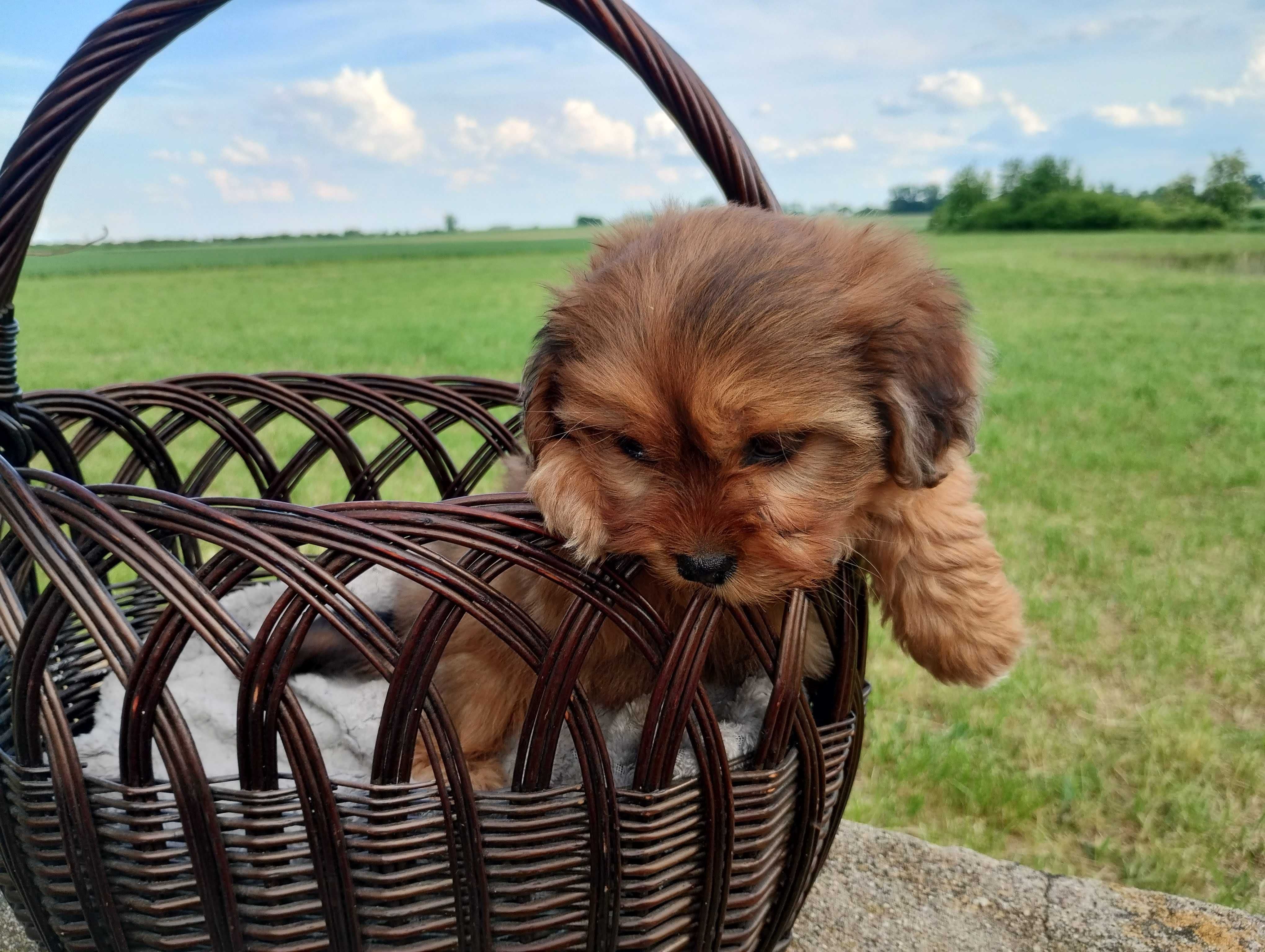 Schweenie Jamnik & Shihtzu suczka