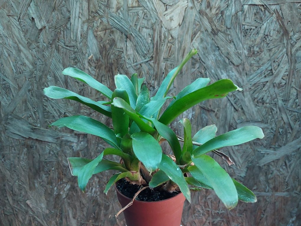 Neoregelia Chiquita Linda