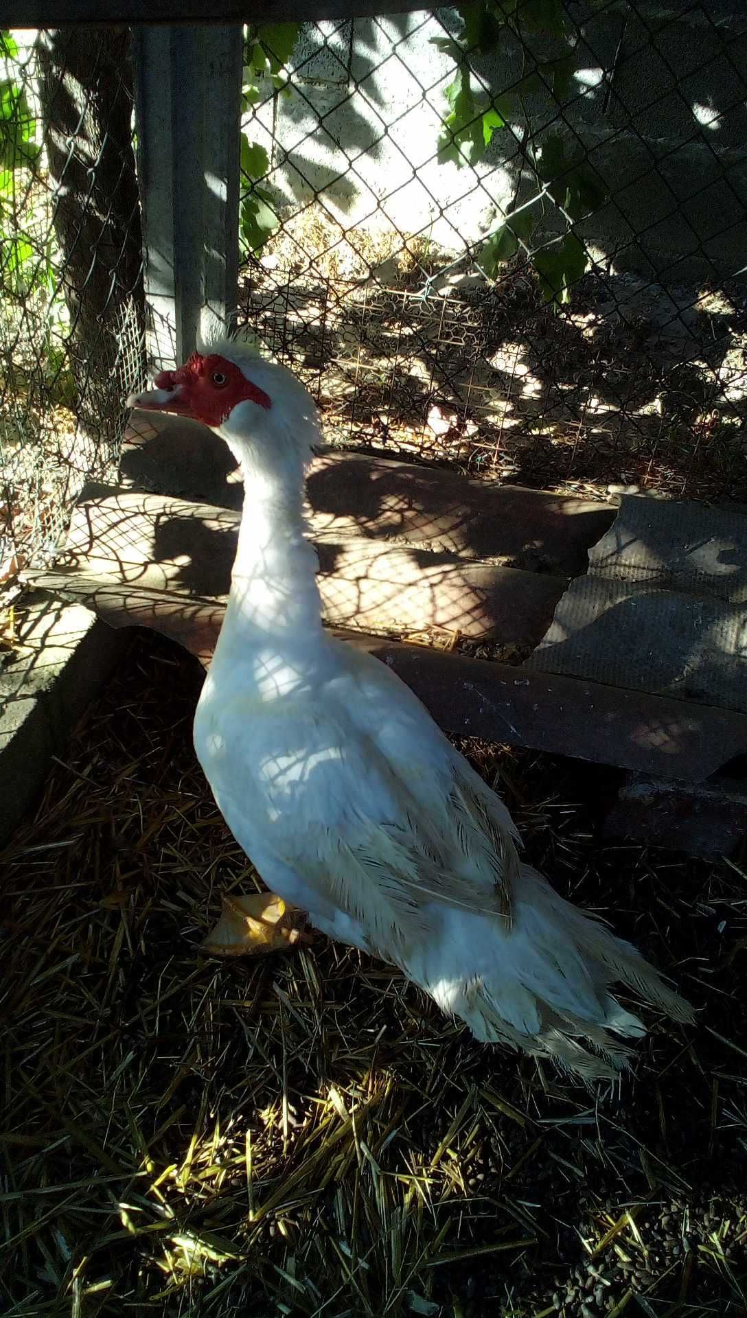 Patos Mudos de várias idades