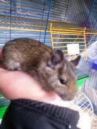 Домашні декоративні миші