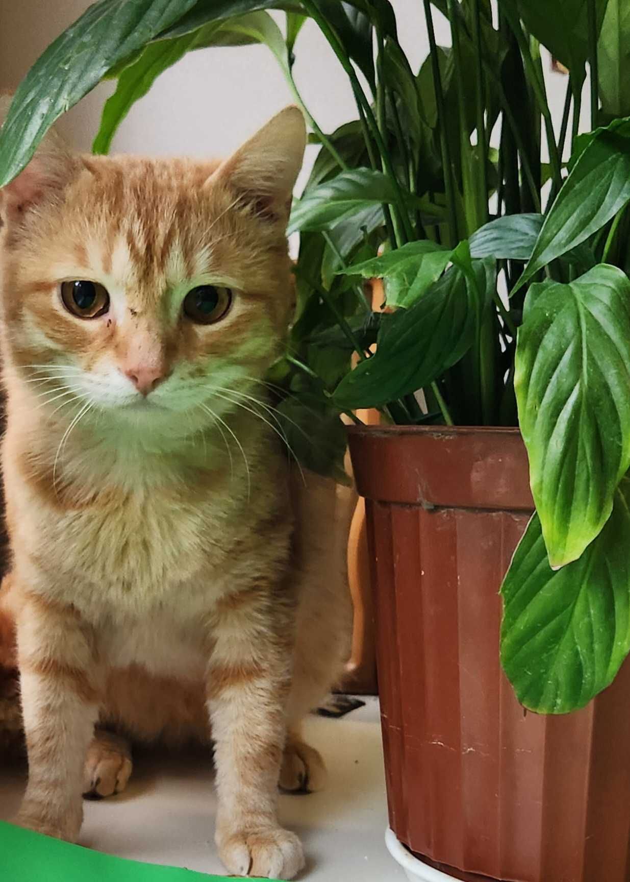 Кот, подросток, 8 месяцев
