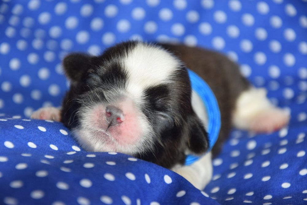 Gustaw pies Shih Tzu przepiękny chłopak odbiór grudzień