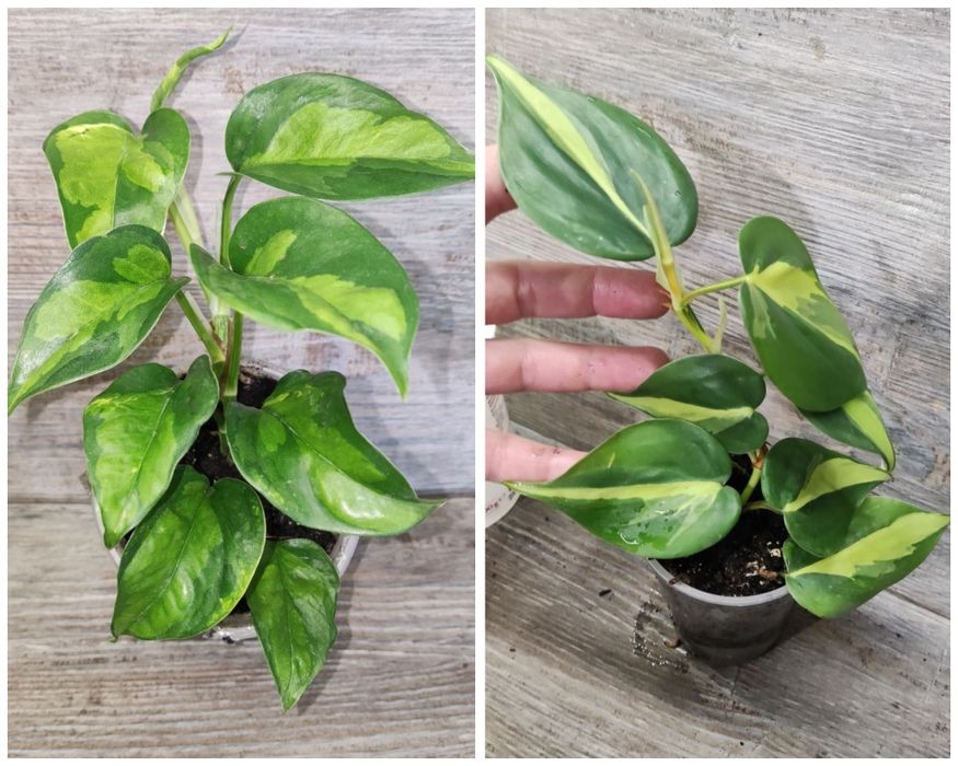 Пропонуємо Епіпремніум Epipremnum, сциндапсус, тропічна ліана.