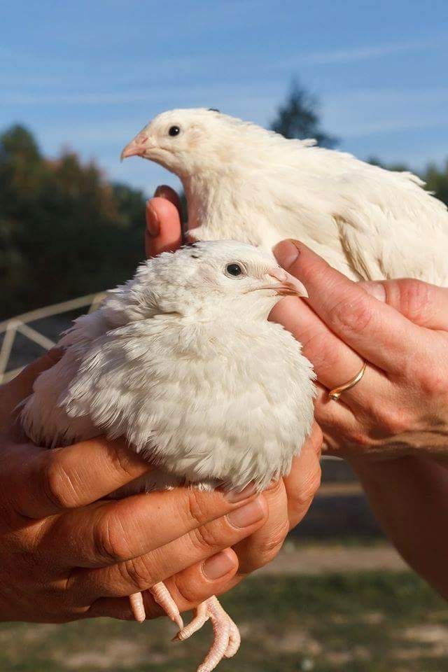 Ціплята перепілки