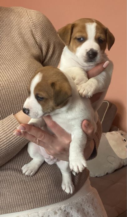 Джек Рассел