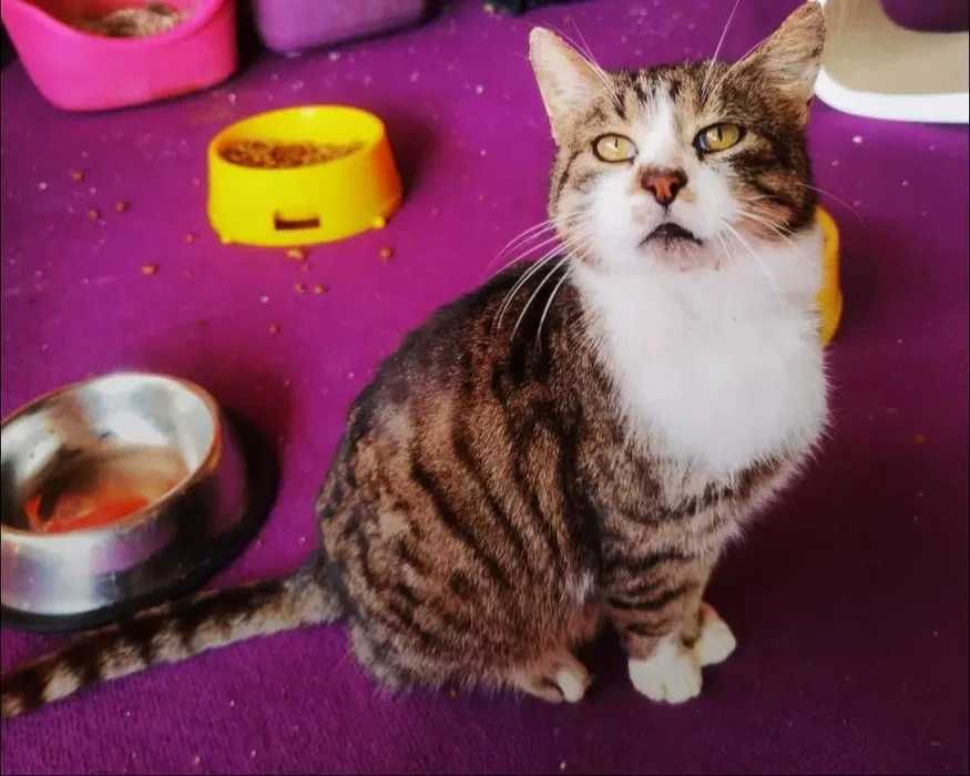 Mądry kocur Teoś czeka na swojego człowieka