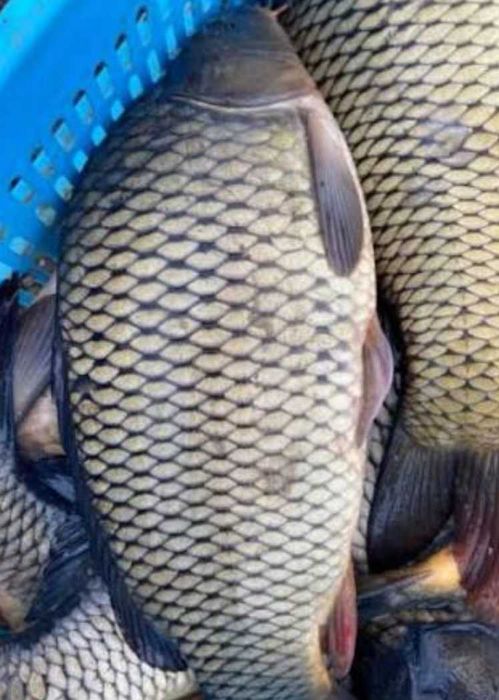 Продам живу рибу