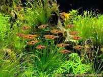 GB Razbora Espei (Trigonostigma espei) 4zł