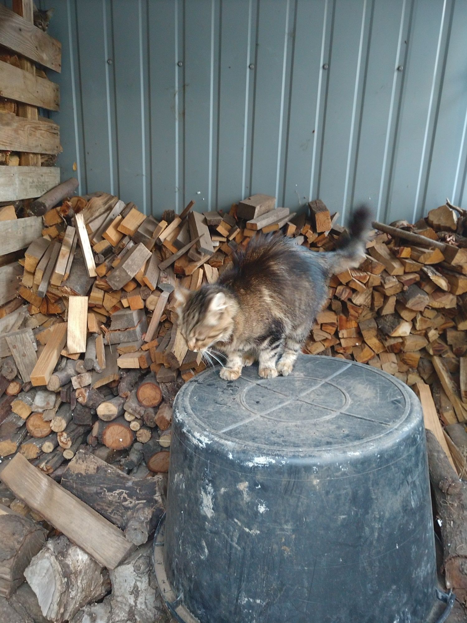 Отдам ласковую кошку