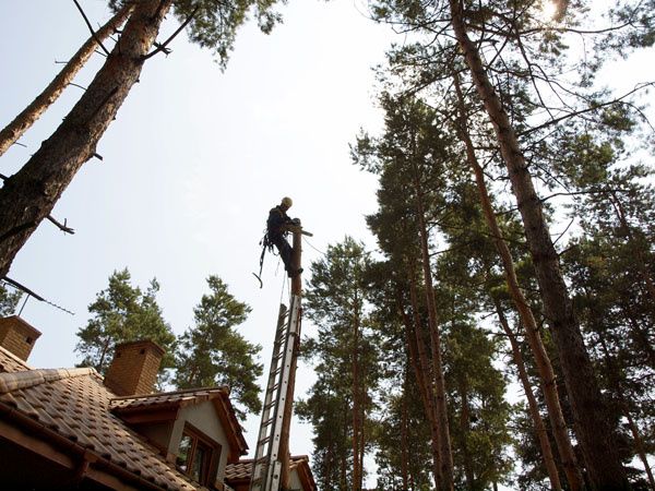 Wycinka drzew, usługi rębakiem, wycinka zarośli, podnośnik koszowy