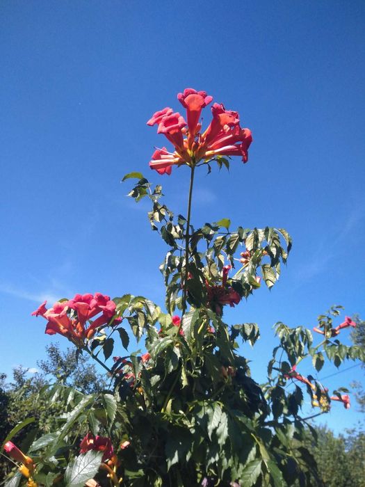 Комнатные растения, самшит вечнозеленый, кампсис, каменные розы.