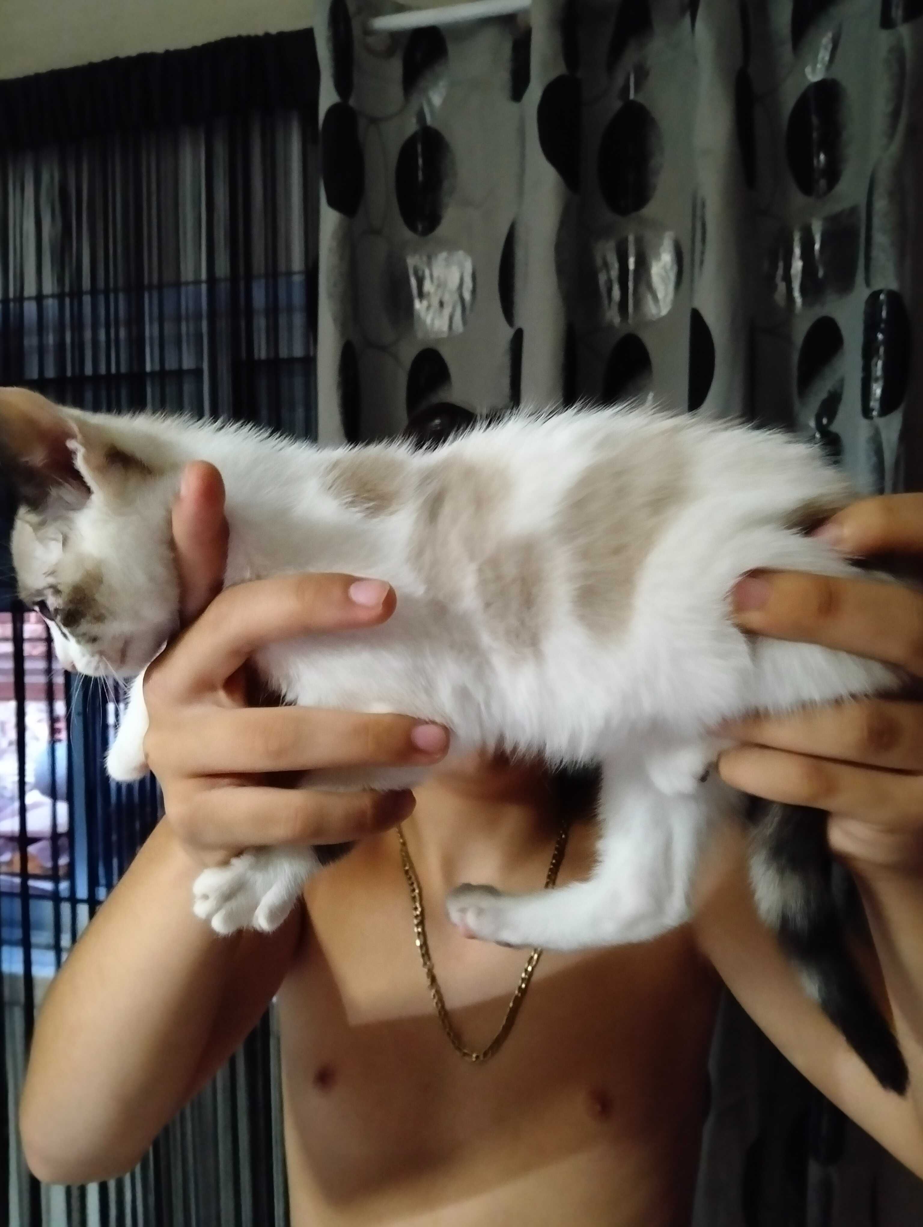 Dou gatinha com dois meses