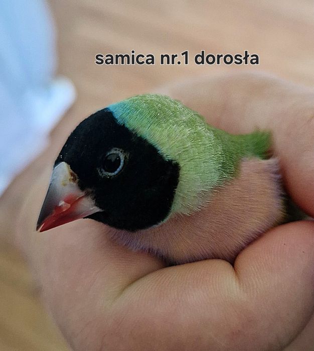 Amadyna wspaniala  dwie samice wolne  , bez samców.