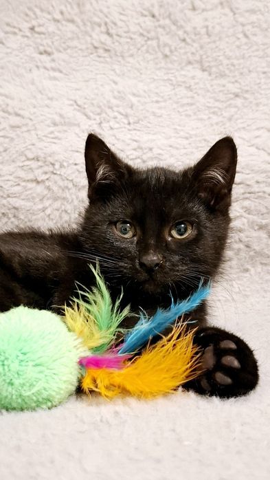 Cudny koci dzieciak mega uroczy